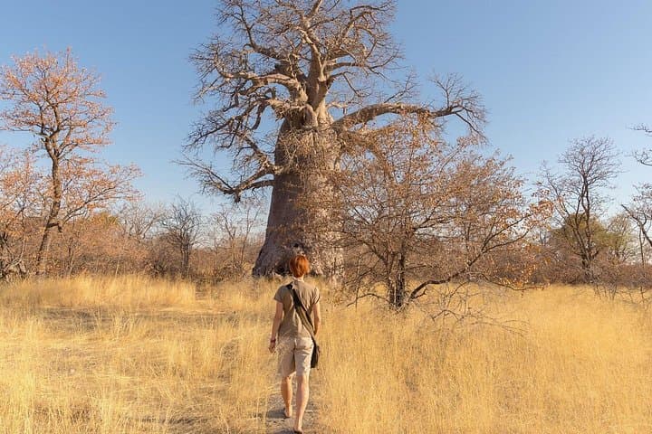 2-Day Ruaha National Park Safari: Elephants, Wild Dogs & Miombo Game Drives photo 3