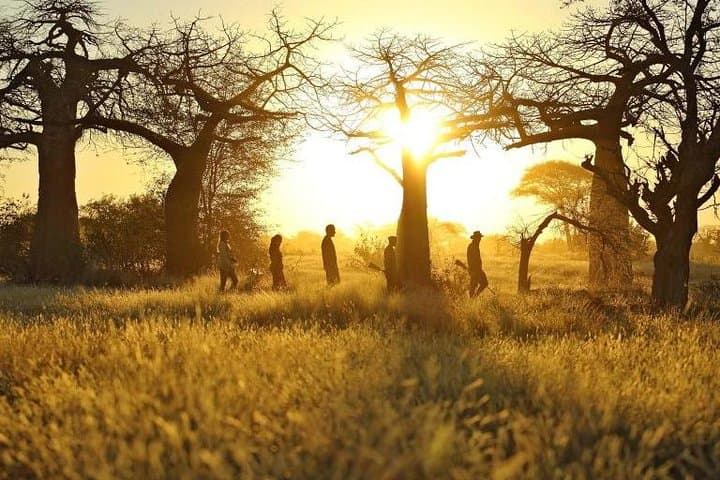 2-Day Mikumi National Park Safari: Wildlife Drives from Iringa