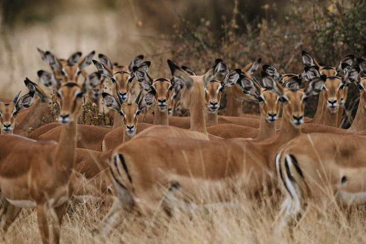 2-Day Mikumi National Park Safari: Wildlife Drives from Iringa photo 3