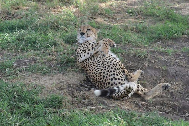 Mikumi National Park Day Trip: Full-Day Safari from Dar es Salaam