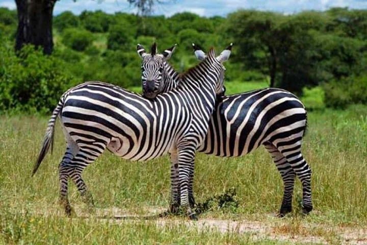 Mikumi National Park Day Trip: Full-Day Safari from Dar es Salaam photo 2