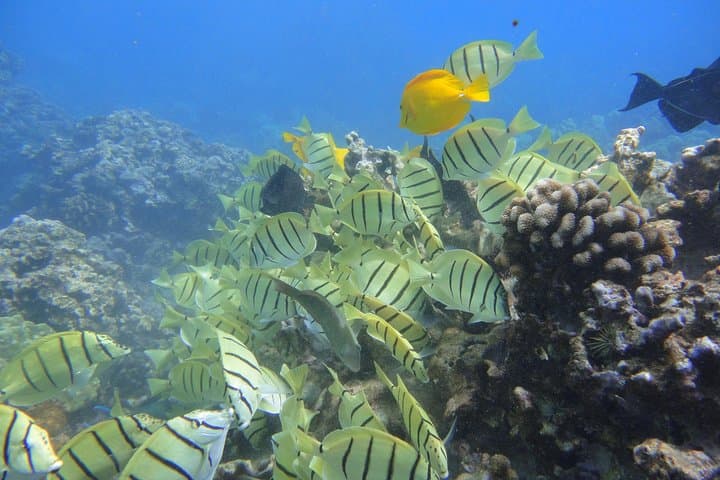 West Maui Snorkel Tour from Ka'anapali — Turtles, Reefs & Dolphin Sightings photo 4
