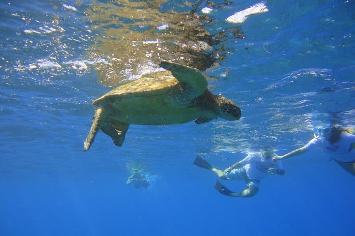 West Maui Snorkel Tour from Ka'anapali — Turtles, Reefs & Dolphin Sightings photo 2