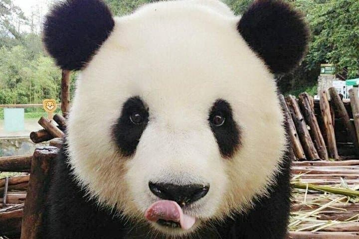 3-Day Yabuli Ski Resort & Panda House Private Ski Trip from Harbin