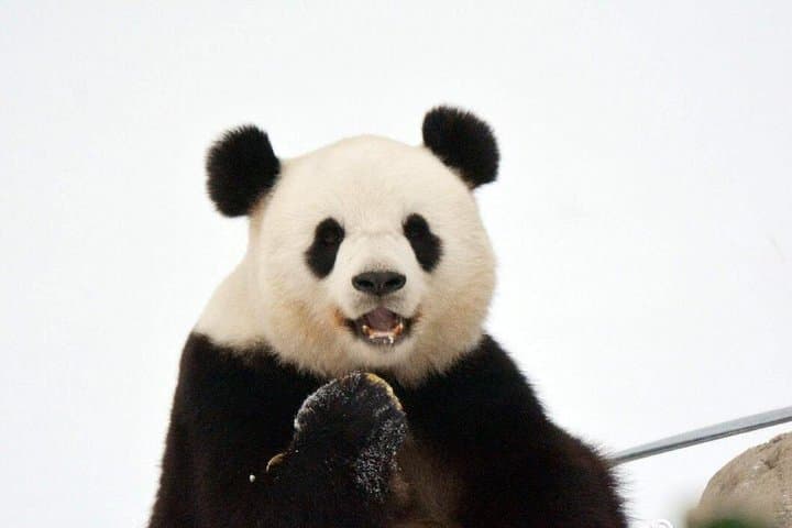 3-Day Yabuli Ski Resort & Panda House Private Ski Trip from Harbin photo 6