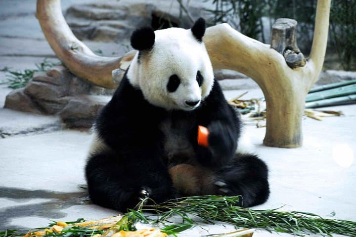 3-Day Yabuli Ski Resort & Panda House Private Ski Trip from Harbin photo 5
