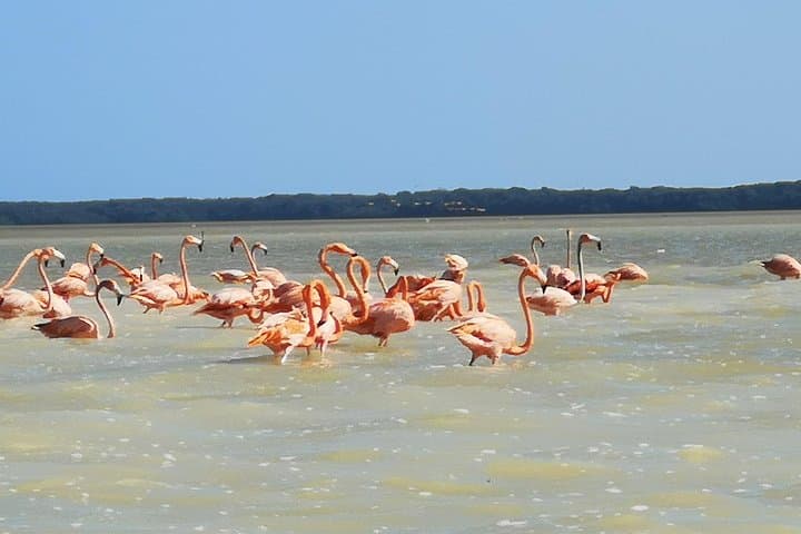Cenote Suytun, Río Lagartos & Las Coloradas Day Tour — Swim a Cenote, Watch Flamingos and See Pink Lakes photo 4