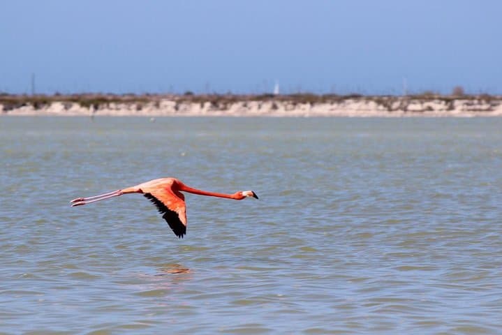 Cenote Suytun, Río Lagartos & Las Coloradas Day Tour — Swim a Cenote, Watch Flamingos and See Pink Lakes photo 3