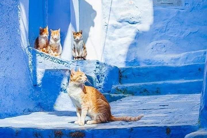 Chefchaouen Day Trip: Blue Pearl of the Rif Mountains — Fez to Chefchaouen Guide photo 5