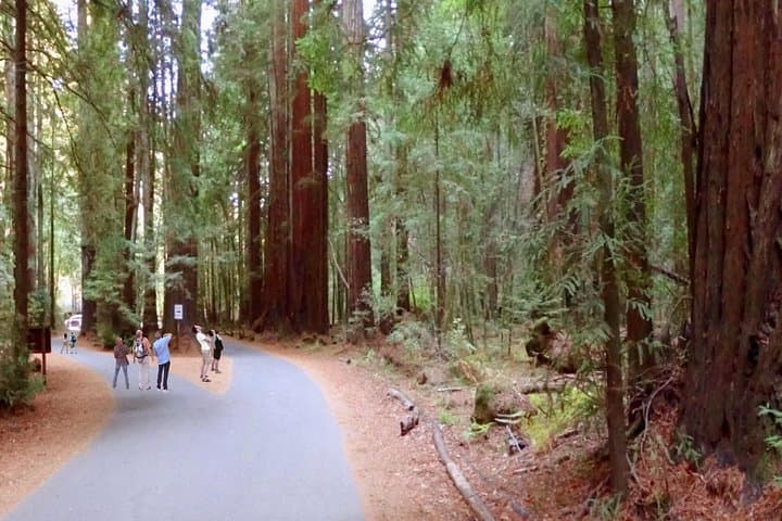 Private Russian River Valley & Giant Redwoods Tour: Wineries, Caves, and Ancient Groves photo 4