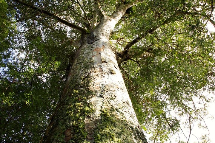 Kawiti Glow Worm Cave Tour & Opua Forest Walk — Bay of Islands Māori-Guided Cave Experience photo 3