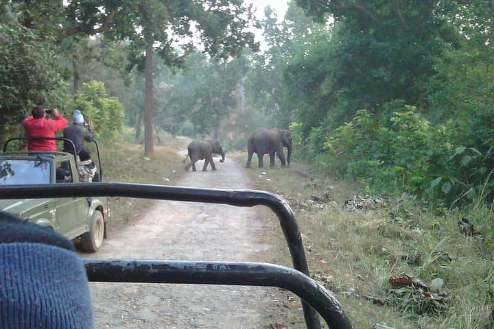 Chilla Range Jeep Safari: Rajaji National Park Wildlife from Rishikesh photo 4