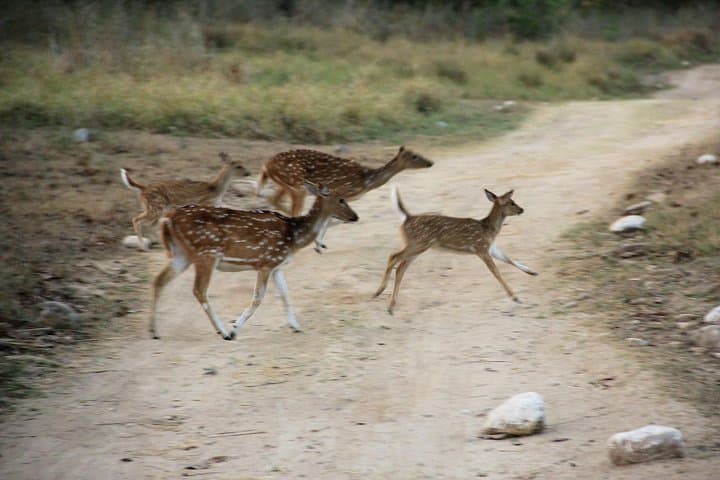 Chilla Range Jeep Safari: Rajaji National Park Wildlife from Rishikesh photo 5