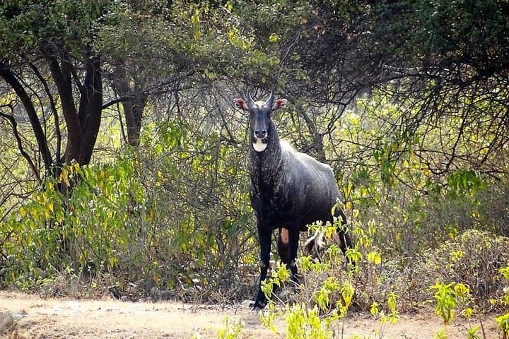 Chilla Range Jeep Safari: Rajaji National Park Wildlife from Rishikesh photo 6