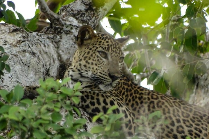 Kumana National Park Jeep Safari: Birding, Elephants & Mangroves from Panama Village