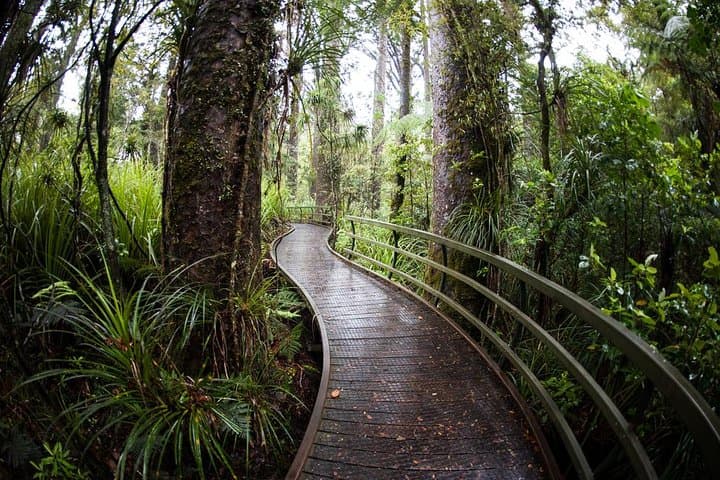 Kawiti Glow Worm Cave Tour & Opua Forest Walk — Bay of Islands Māori-Guided Cave Experience photo 4