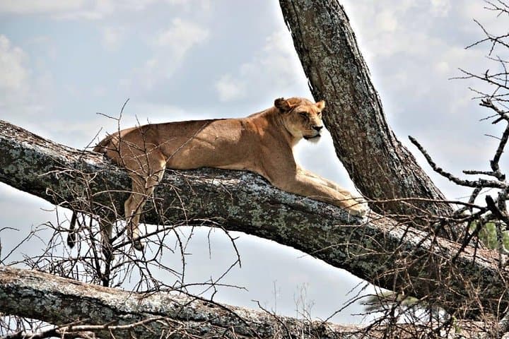 5-Day Budget Camping Safari: Manyara, Serengeti & Ngorongoro photo 3
