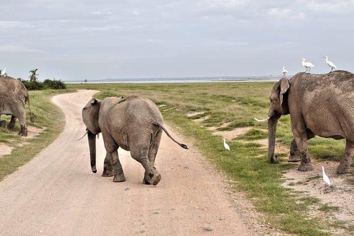 5-Day Budget Camping Safari: Manyara, Serengeti & Ngorongoro photo 4
