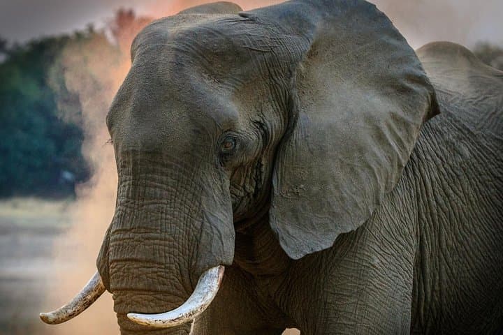 3-Day Amboseli Safari: Up-Close Elephants & Kilimanjaro Views photo 4