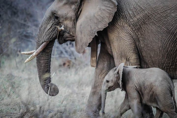 3-Day Amboseli Safari: Up-Close Elephants & Kilimanjaro Views photo 5
