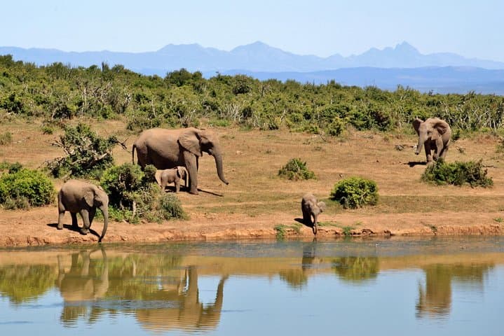 3-Day Amboseli Safari: Up-Close Elephants & Kilimanjaro Views photo 6