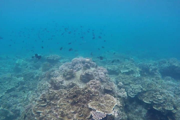 Anilao Snorkel Safari: Discover Batangas' Vibrant Coral Gardens photo 2