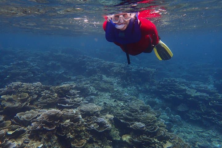 Anilao Snorkel Safari: Discover Batangas' Vibrant Coral Gardens photo 3