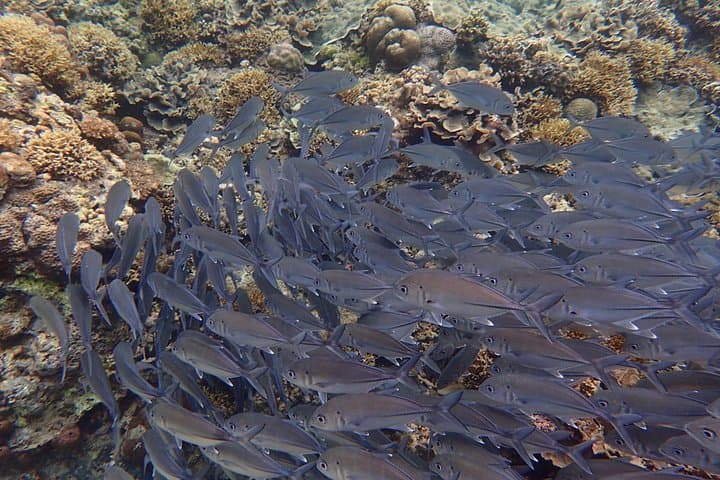 Anilao Snorkel Safari: Discover Batangas' Vibrant Coral Gardens photo 4
