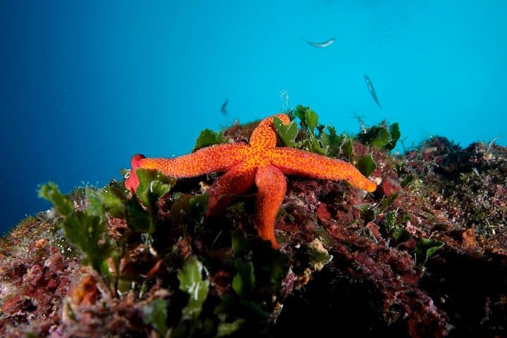 Private Boat Tour to Krk: Snorkel Hidden Bays from Crikvenica photo 5
