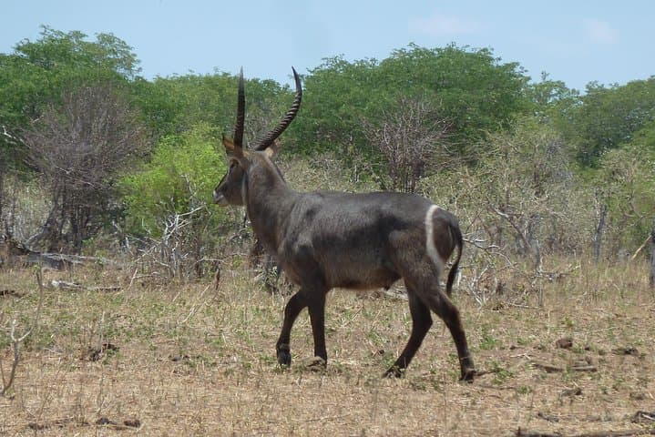 Botswana Photographers Safari: Kasane to Okavango 26-Day Expedition photo 3