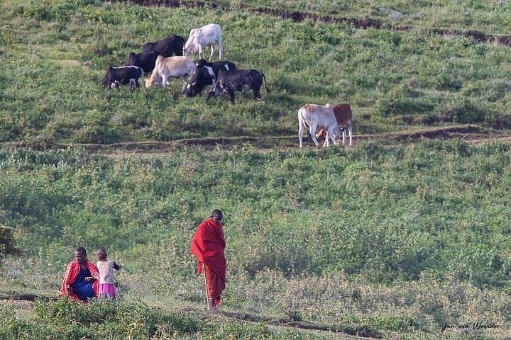Lake Manyara Day Safari from Arusha: Flamingos, Tree-Climbing Lions & Game Drive photo 4