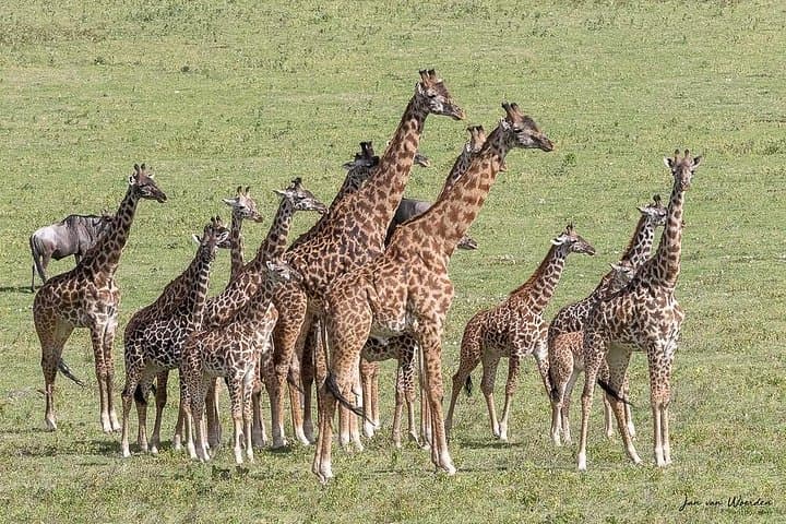 Lake Manyara Day Safari from Arusha: Flamingos, Tree-Climbing Lions & Game Drive photo 2