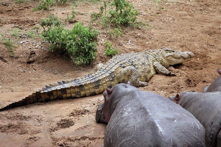 8-Day Selous to Ruaha Safari: Selous, Mikumi & Ruaha Wildlife Circuit