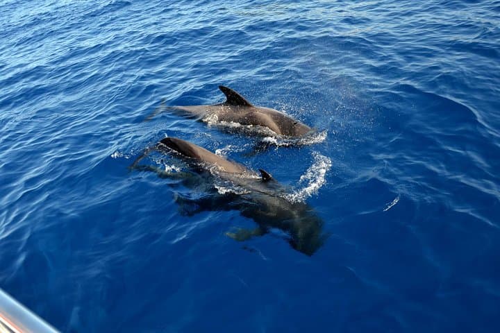 Eco Catamaran Whale and Dolphin Watching with Underwater Listening — Tenerife 3-Hour Tour photo 3