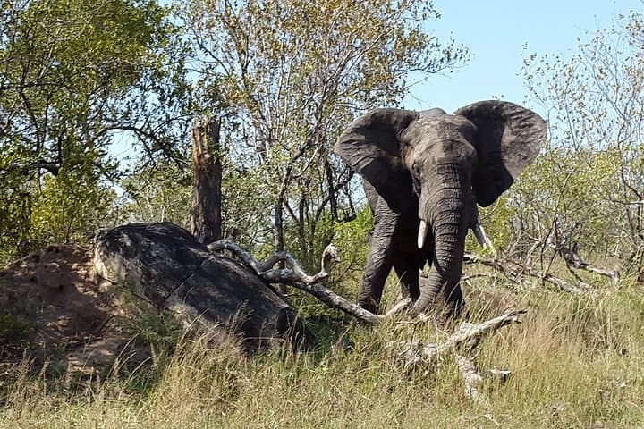 3-Day Kruger Safari at Crocodile River — Sunrise & Sunset Big Five Drives photo 2