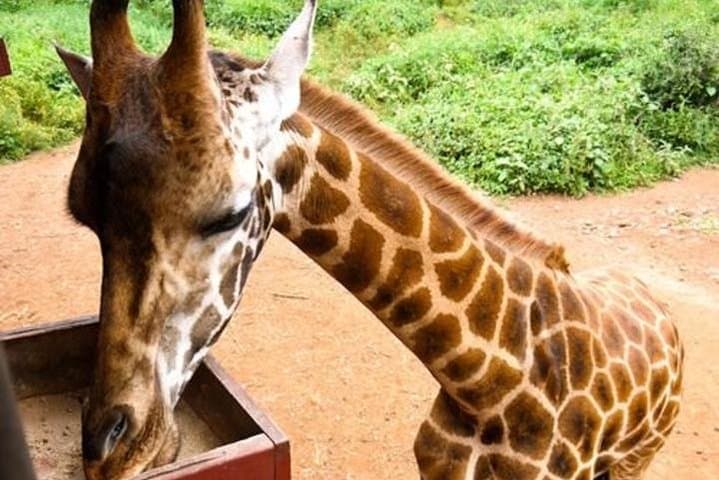 Giraffe Centre, Elephant Orphanage & Karen Blixen Day Tour with Carnivore Lunch — Nairobi photo 3