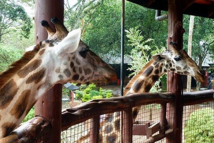 Giraffe Centre, Elephant Orphanage & Karen Blixen Day Tour with Carnivore Lunch — Nairobi photo 4