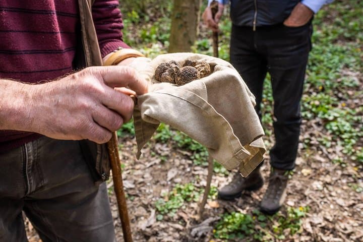 Alba Truffle Hunt — Authentic Piedmont Foraging and Tasting Experience photo 2