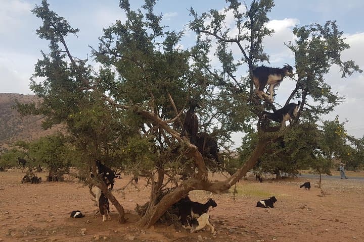 Day Trip from Agadir to Taroudant & Tiout: Oasis, Kasbahs and Palm Groves photo 6