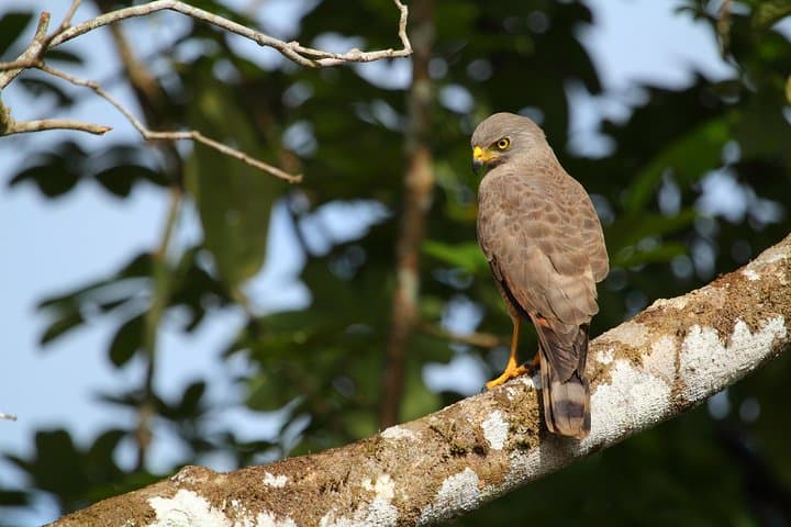 Birdwatching at Mundo Aventura: Arenal's Premier Avian Walk photo 3