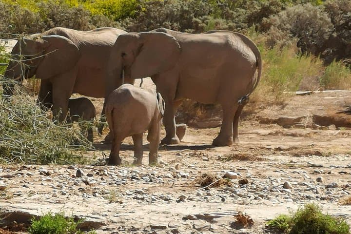 10-Day Namibia Safari: Sossusvlei Dunes, Etosha & Coastal Wildlife photo 3