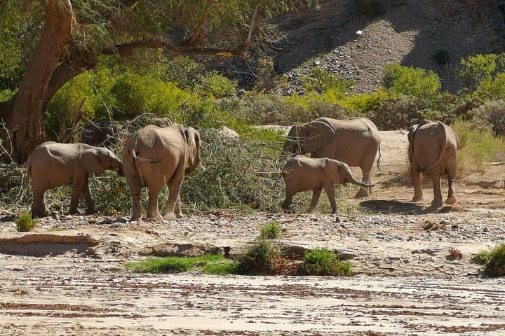 10-Day Namibia Safari: Sossusvlei Dunes, Etosha & Coastal Wildlife photo 6