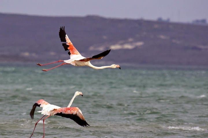 West Coast Wonders: Full-Day West Coast National Park & Blouberg Sundowner photo 2