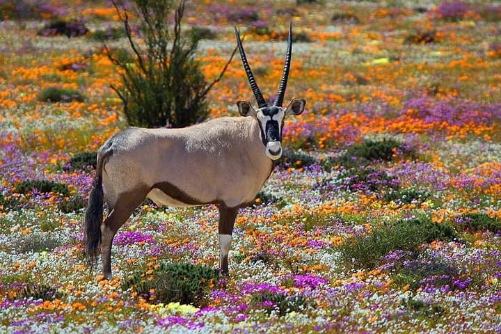 West Coast Wonders: Full-Day West Coast National Park & Blouberg Sundowner photo 1