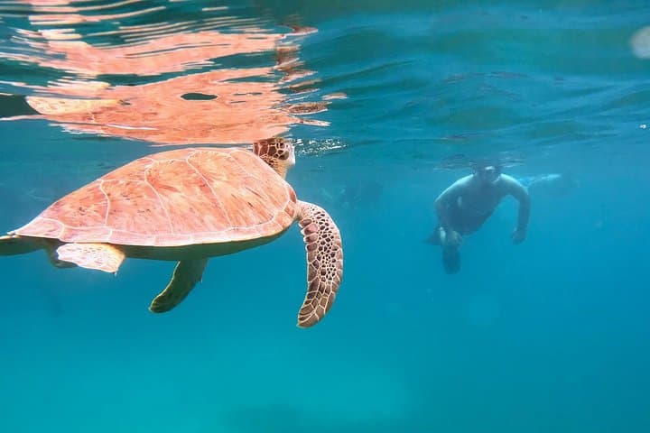 Culebra Snorkel and Turtle Adventure — Flamenco Beach & Luis Peña Marine Reserve photo 5
