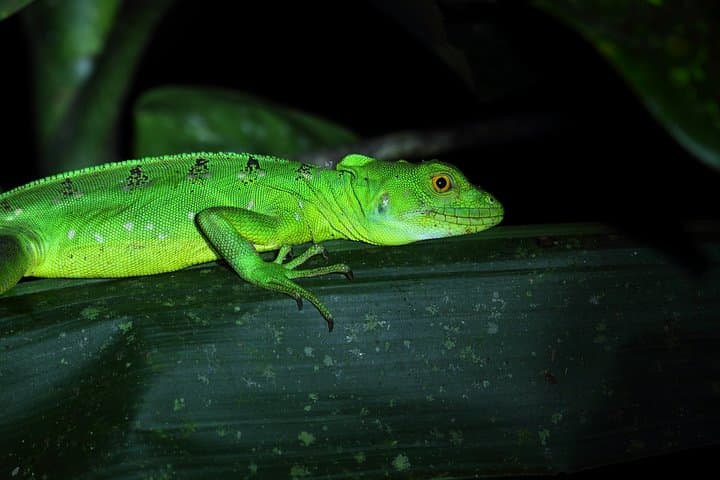 La Fortuna Rainforest Night Walk and Authentic Costa Rican Dinner photo 4