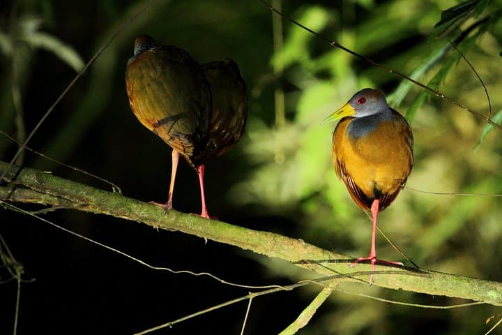 La Fortuna Rainforest Night Walk and Authentic Costa Rican Dinner photo 6