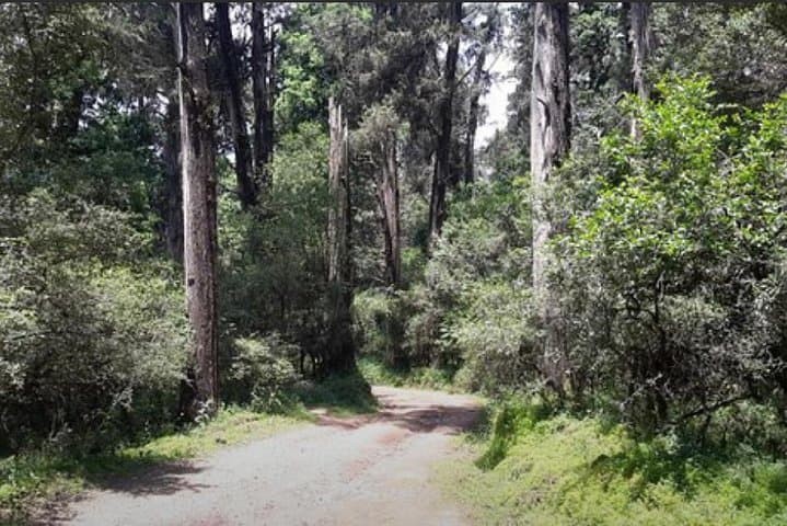 Hike Menagesha Suba Forest: Day Trip from Addis Ababa to Africa’s Oldest Woodland photo 5