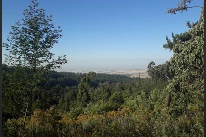 Hike Menagesha Suba Forest: Day Trip from Addis Ababa to Africa’s Oldest Woodland photo 4