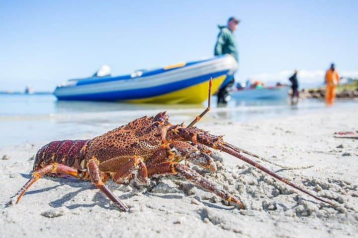 West Coast Wonders: Full-Day West Coast National Park & Blouberg Sundowner photo 4